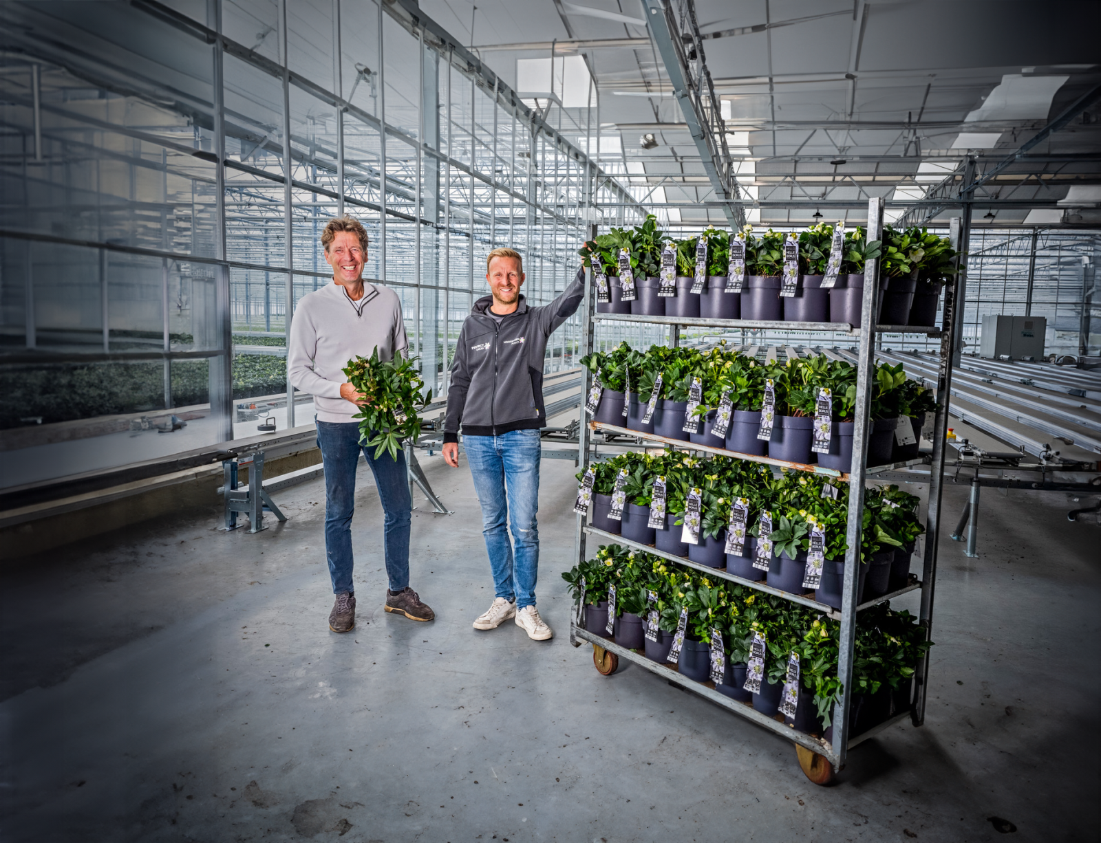 Hoogeveen Plants