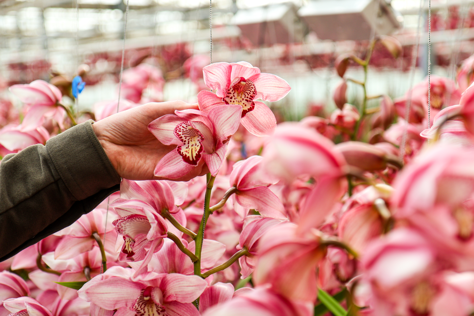 Prins Orchidee