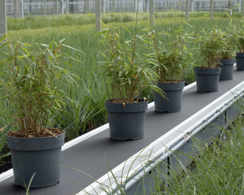Hoogeveen Plants